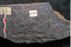 Foto (Detailansicht) von Flabellaria sublongirhachis Ettingshausen (NHMW-GEO-2024-0188-10235)